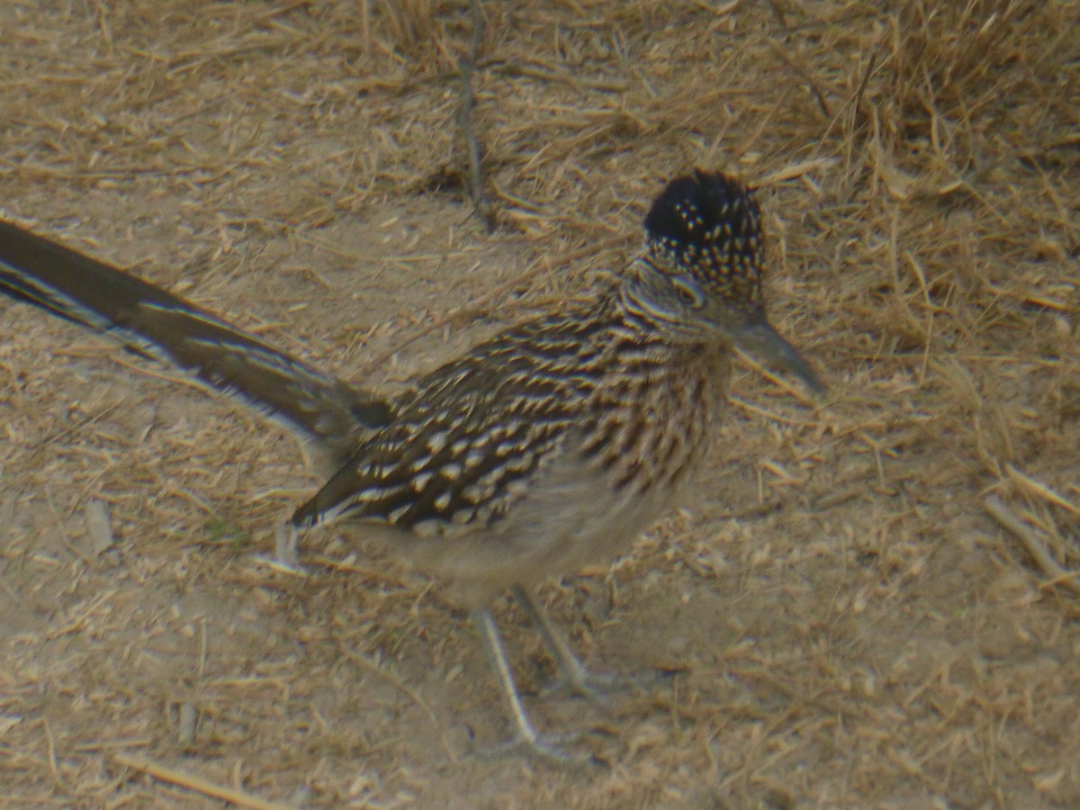 Greater Roadrunner - Benoît Bürgi