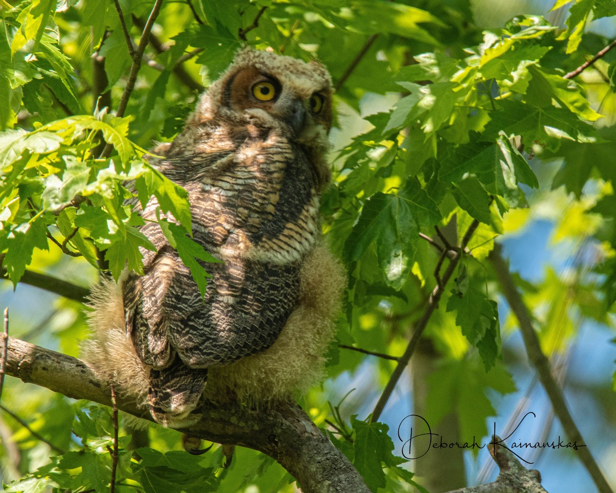 Great Horned Owl - Deborah Kainauskas