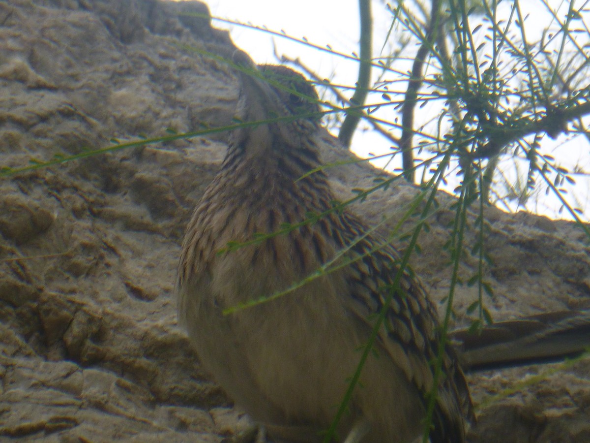 Greater Roadrunner - Benoît Bürgi