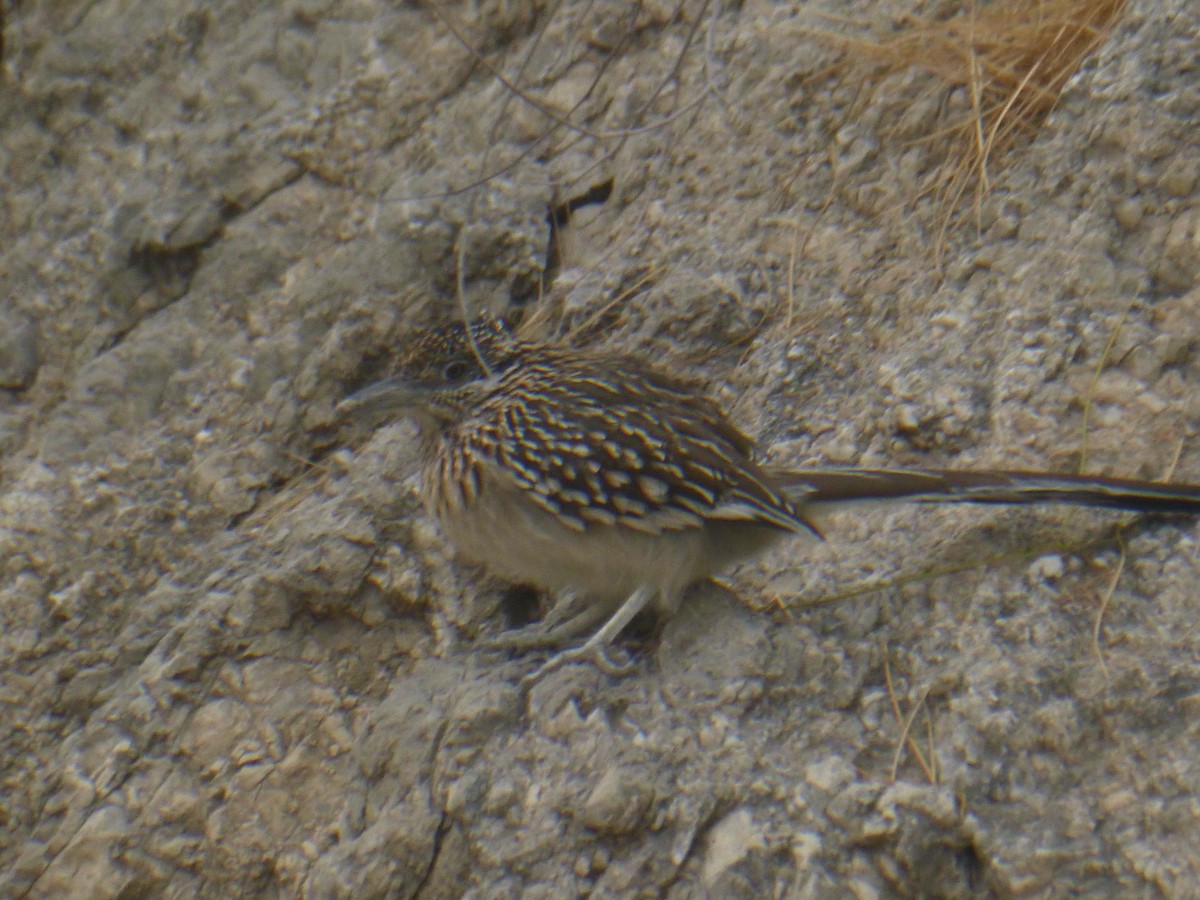 Greater Roadrunner - Benoît Bürgi