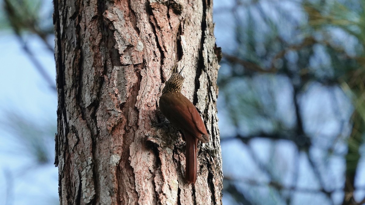 Cocoa Woodcreeper - Indira Thirkannad