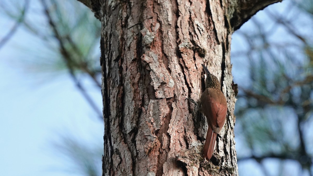 Cocoa Woodcreeper - Indira Thirkannad