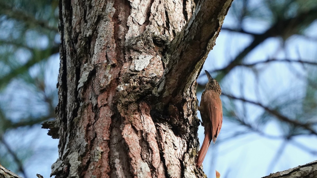 Cocoa Woodcreeper - Indira Thirkannad