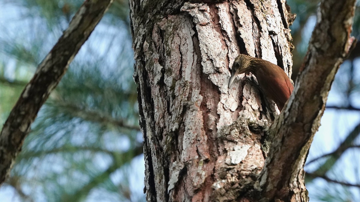 Cocoa Woodcreeper - Indira Thirkannad