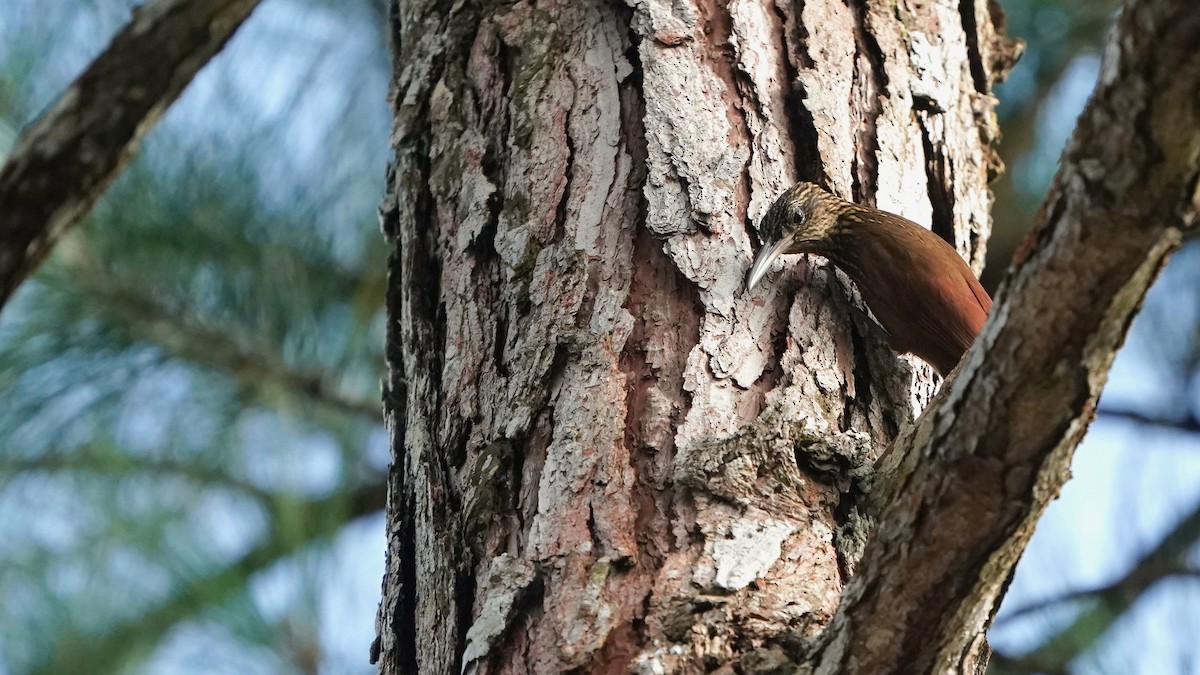 Cocoa Woodcreeper - Indira Thirkannad