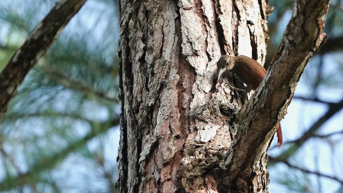 Cocoa Woodcreeper - Indira Thirkannad