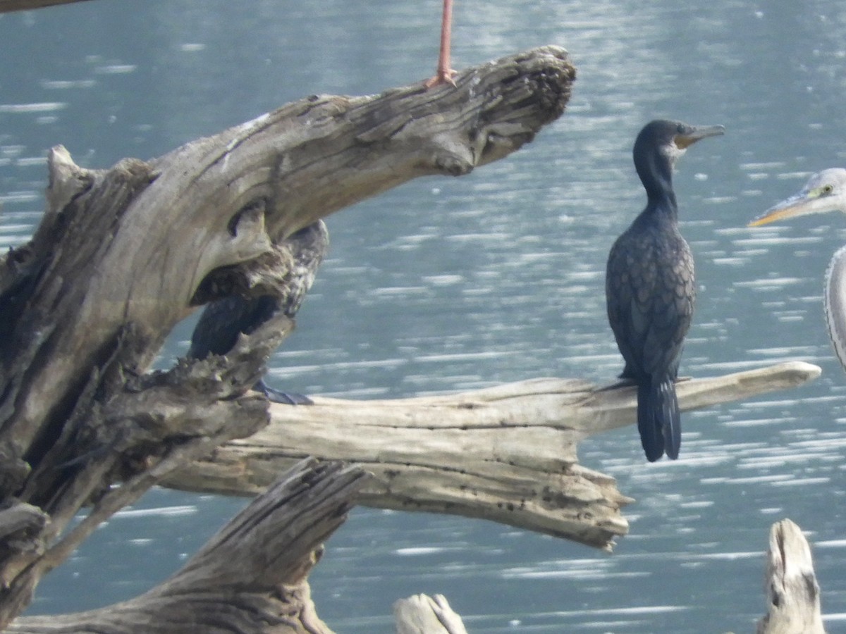 Great Cormorant - Manju Sinha