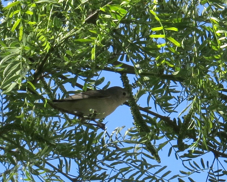 Lucy's Warbler - Pam Campbell