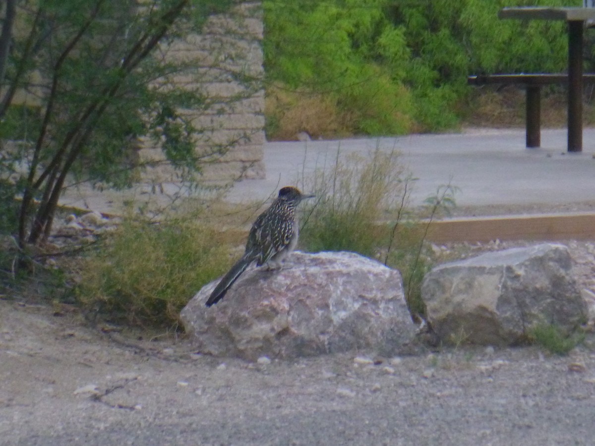 Greater Roadrunner - Benoît Bürgi