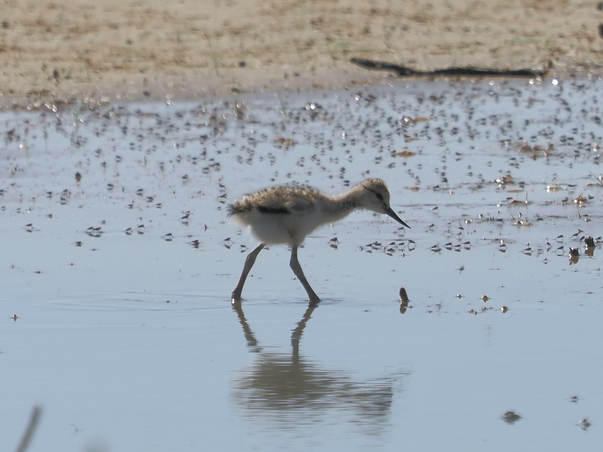 American Avocet - ML619526243