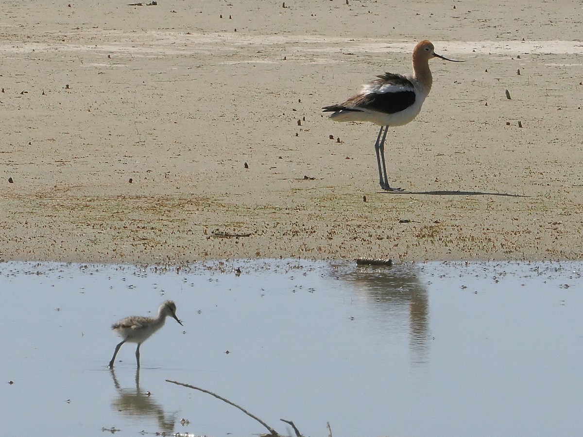 American Avocet - ML619526245