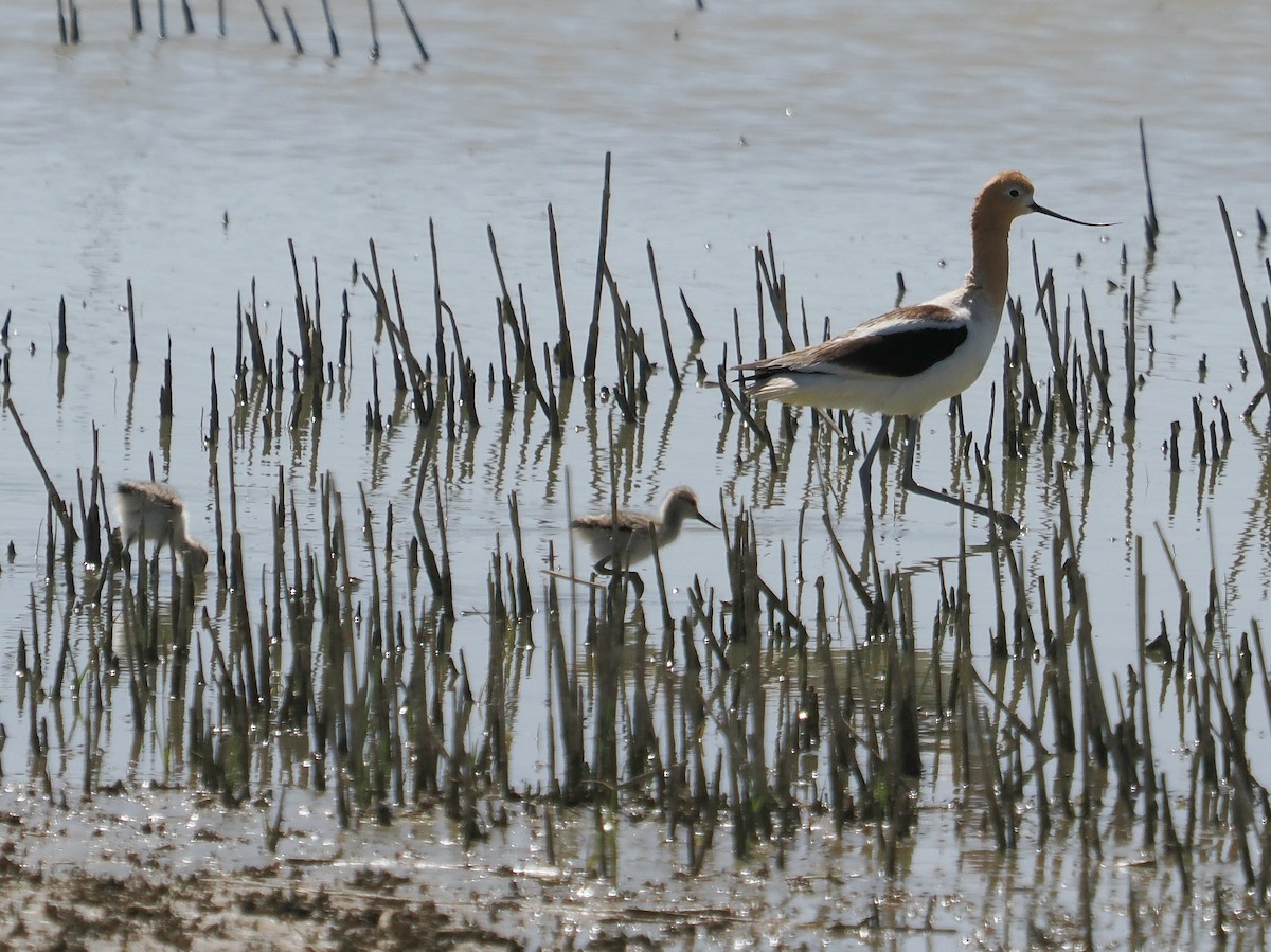 American Avocet - ML619526246