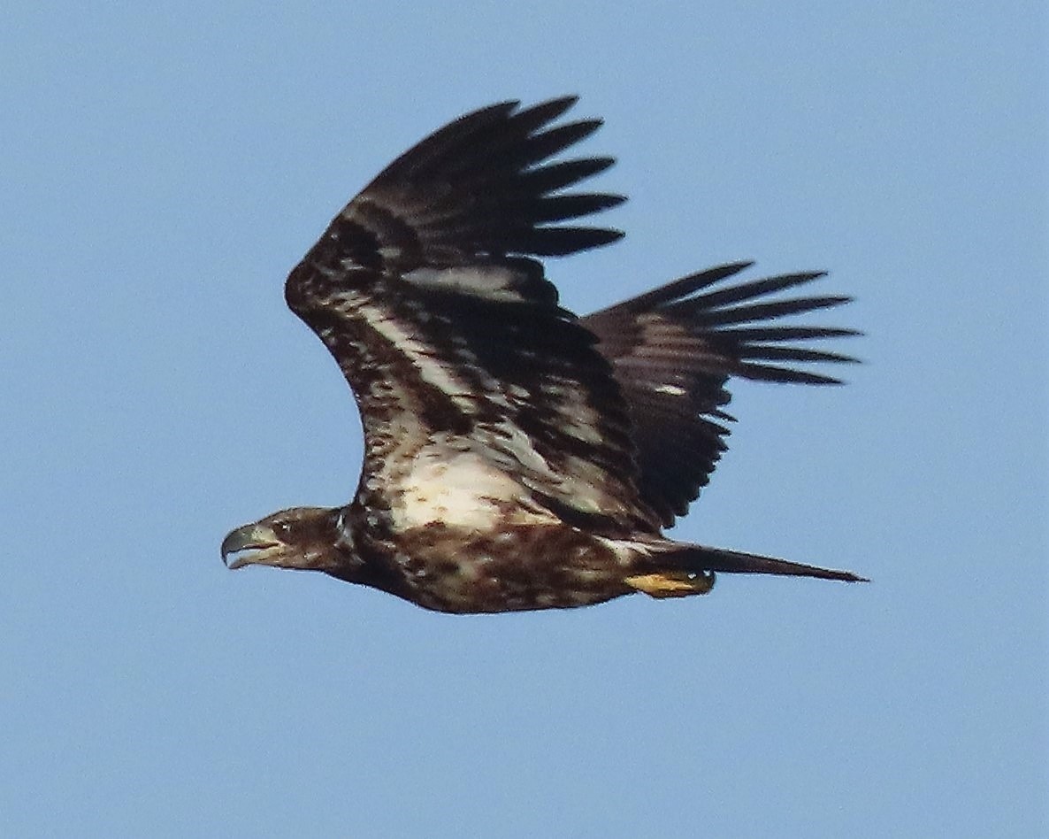 Bald Eagle - Joan Mashburn