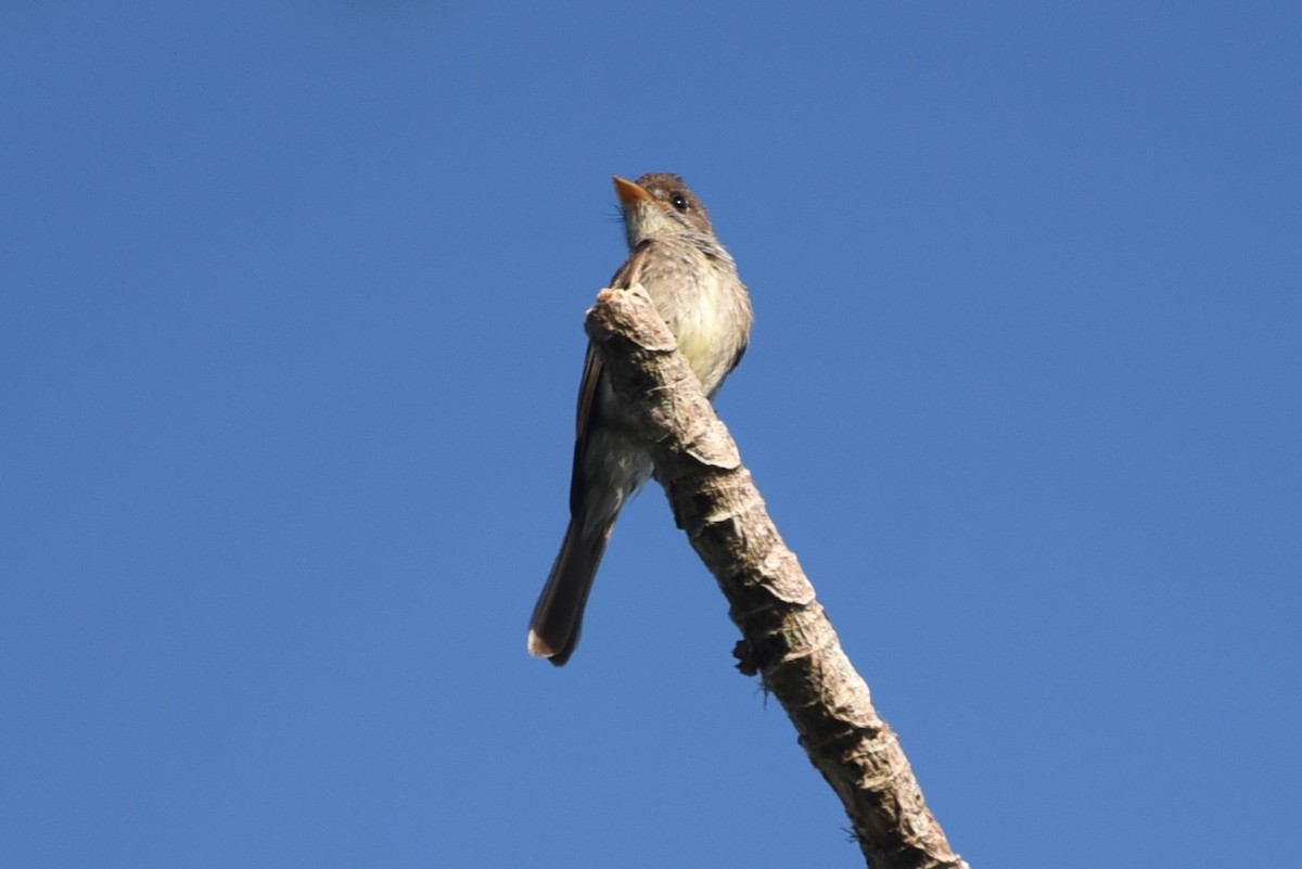 Northern Tropical Pewee - Bruce Mast