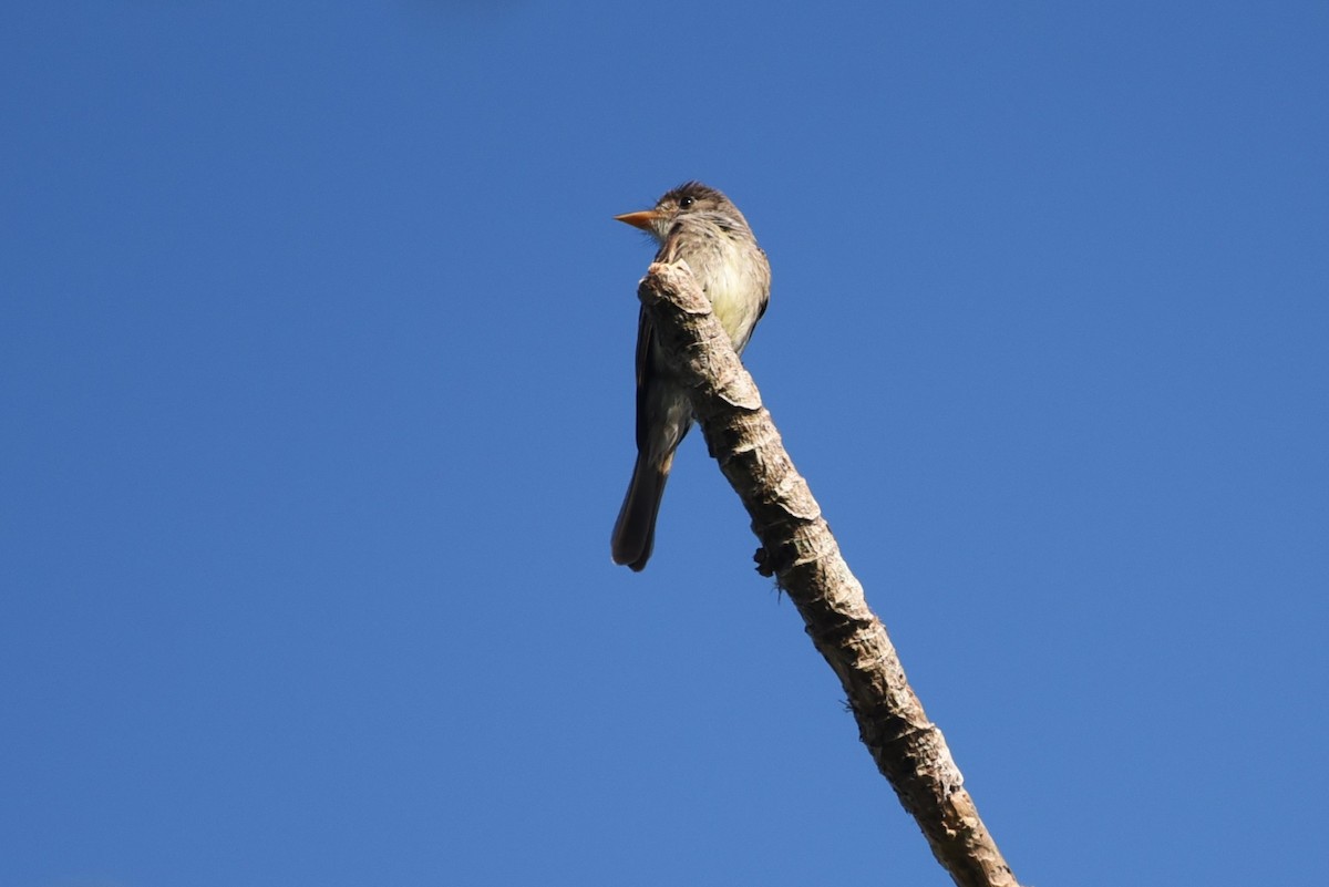Northern Tropical Pewee - Bruce Mast