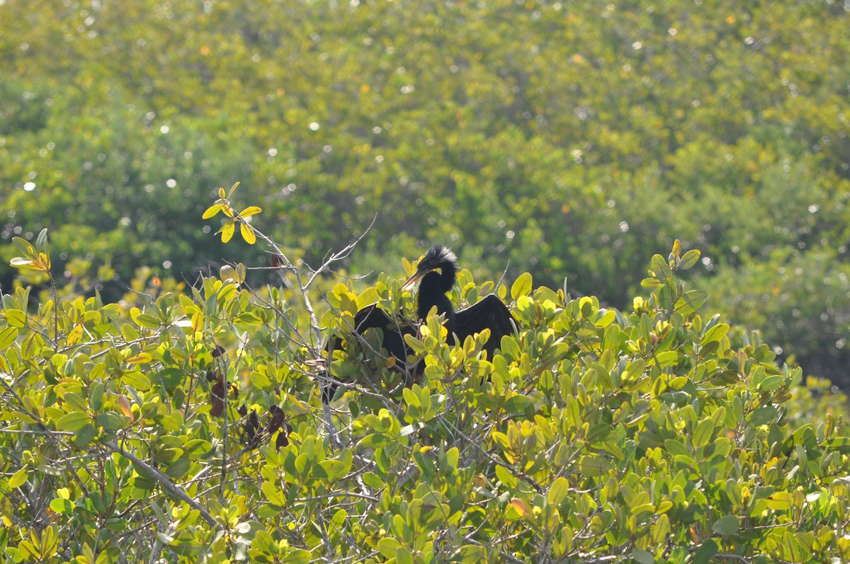 Anhinga - Colin Giebner