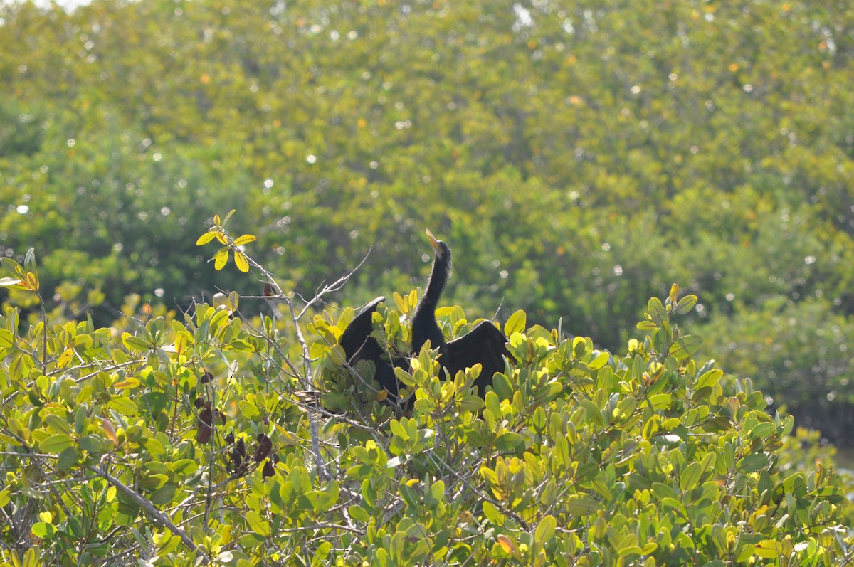 Anhinga - Colin Giebner