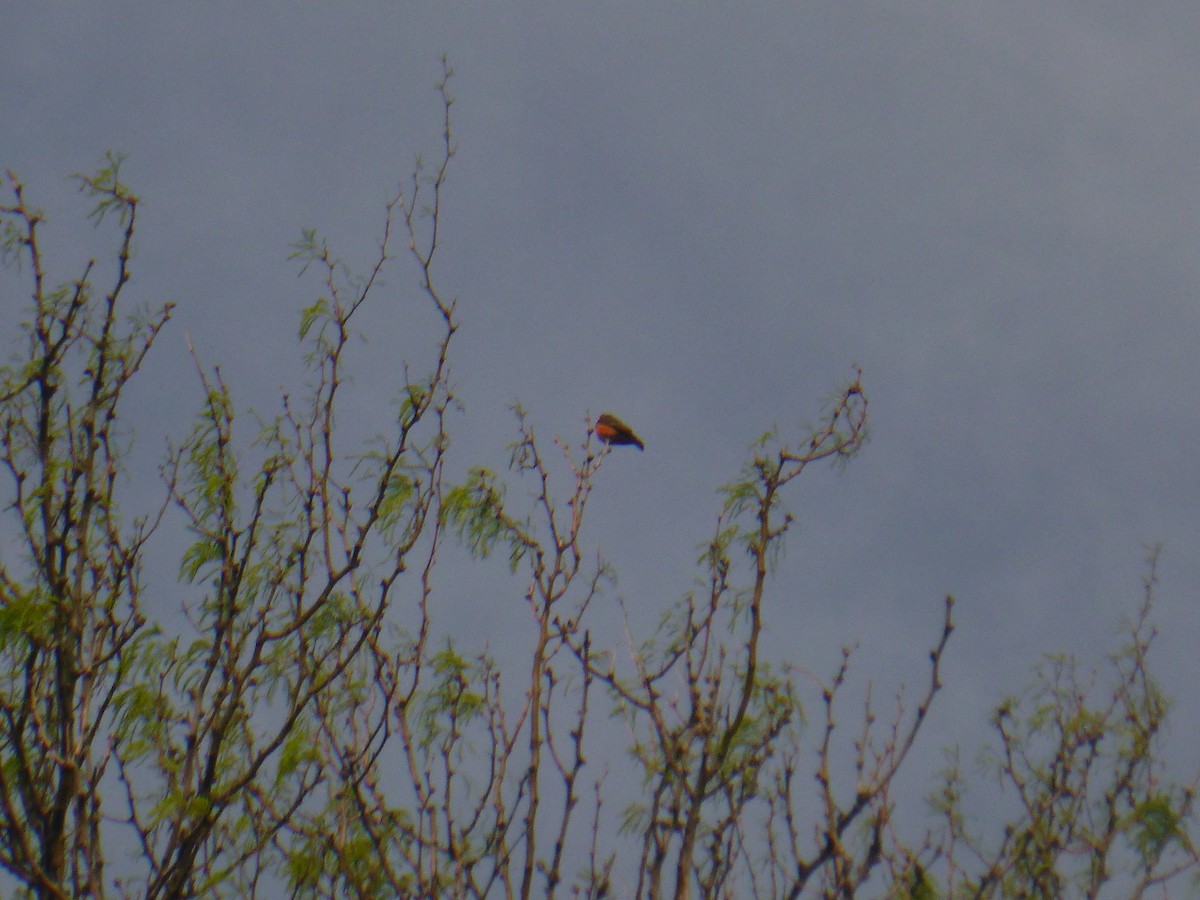 Vermilion Flycatcher - Benoît Bürgi