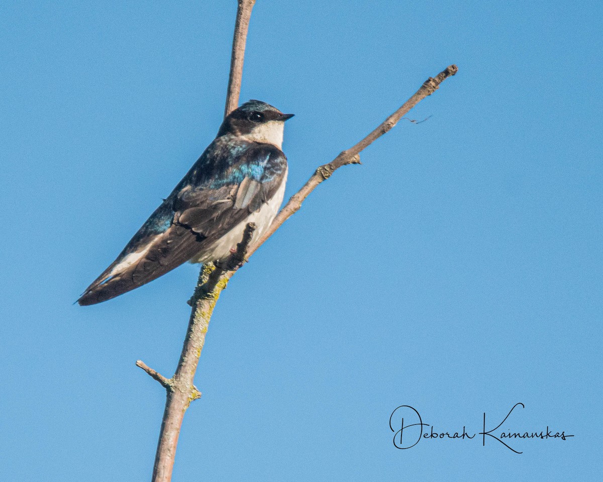 Golondrina Bicolor - ML619526255