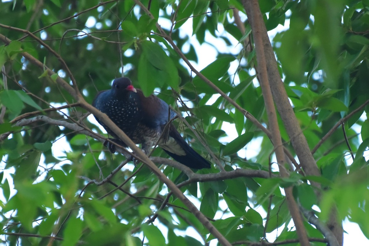 Scaled Pigeon - Bruce Mast