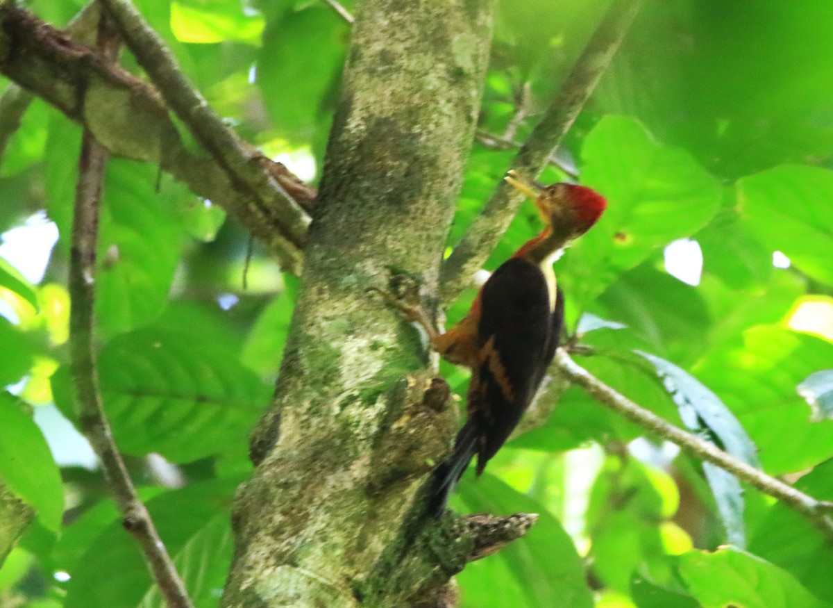 Orange-backed Woodpecker - Belinda ML Wong