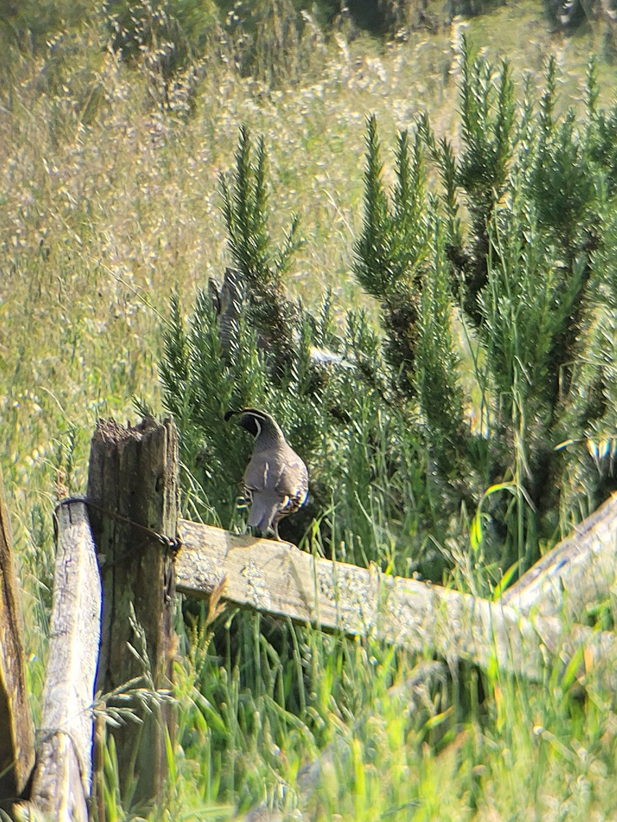 California Quail - Clayton  Rucker