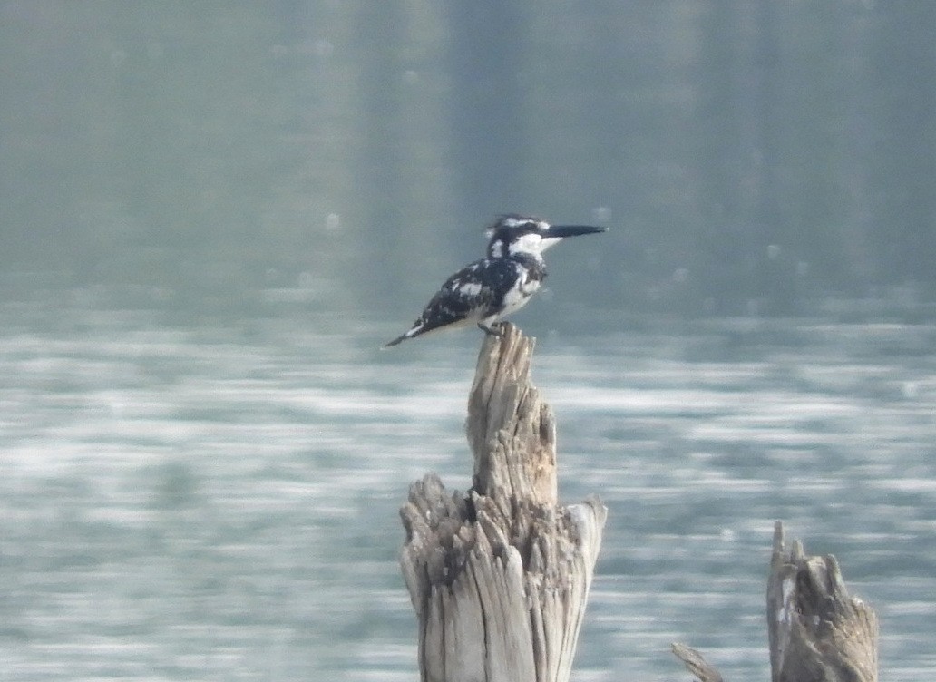 Pied Kingfisher - Manju Sinha