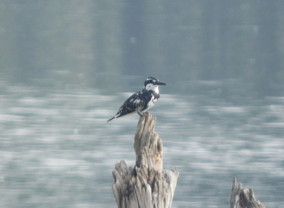 Pied Kingfisher - Manju Sinha