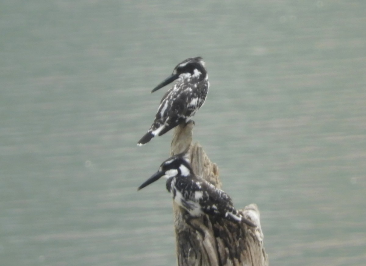 Pied Kingfisher - Manju Sinha