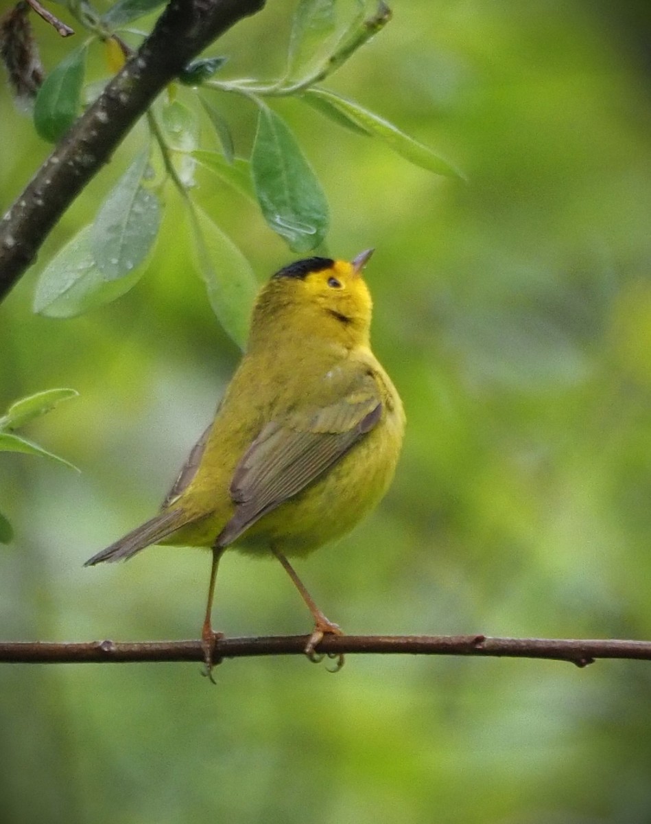 Wilson's Warbler - Dick Cartwright