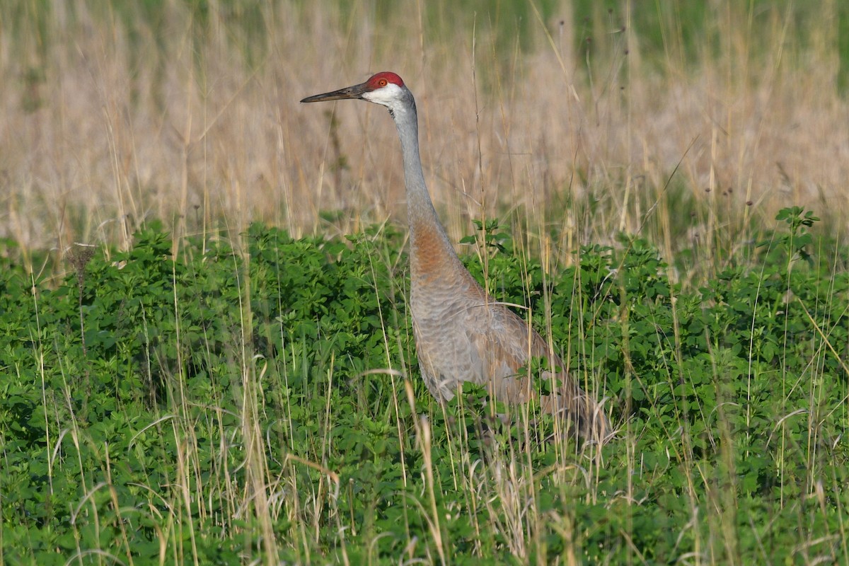 Sandhill Crane - Joel Trick