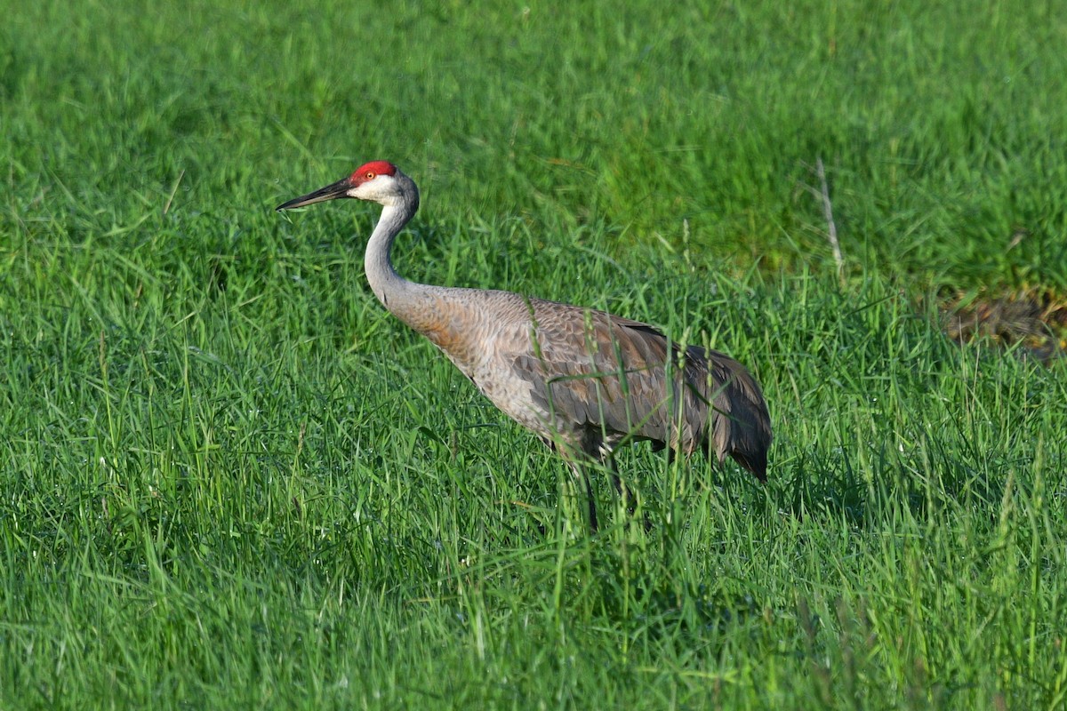 Sandhill Crane - Joel Trick