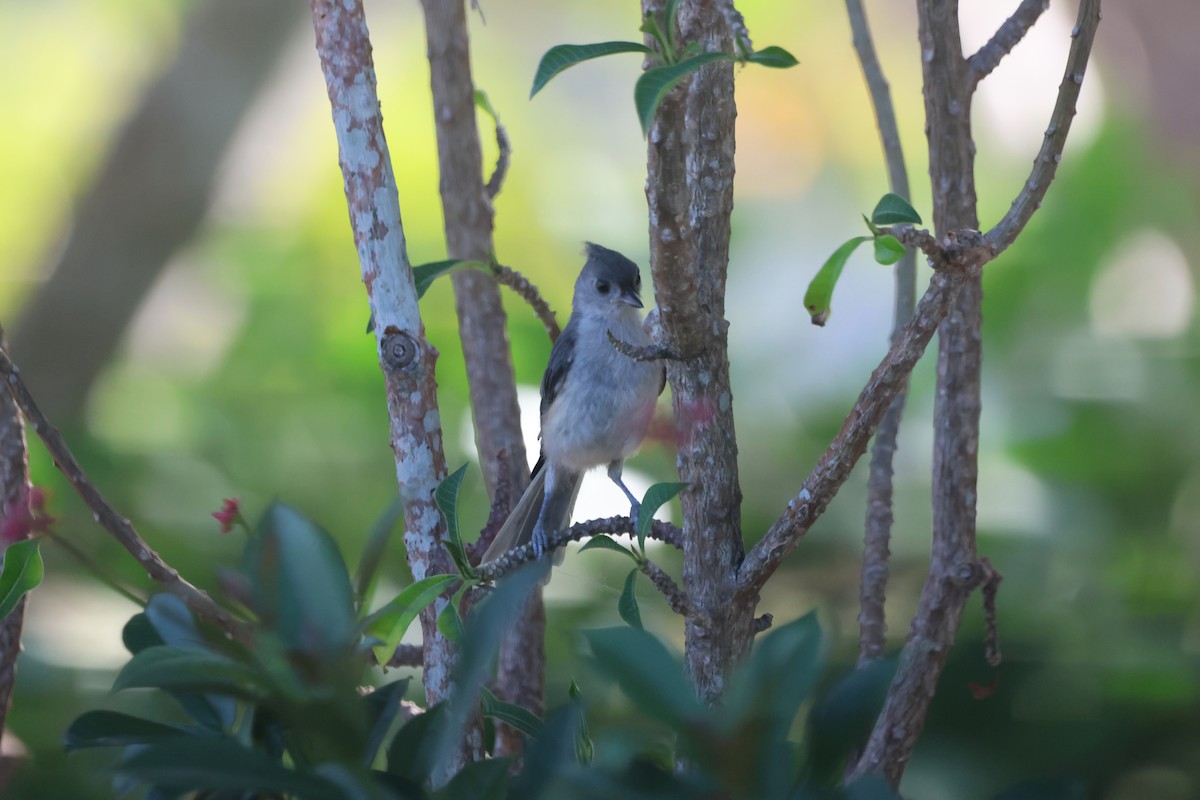 Tufted Titmouse - Krishen Greenwell