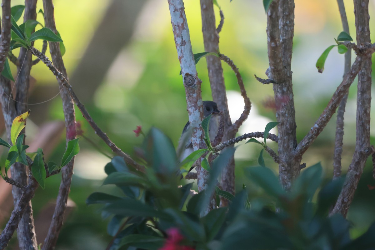 Tufted Titmouse - Krishen Greenwell