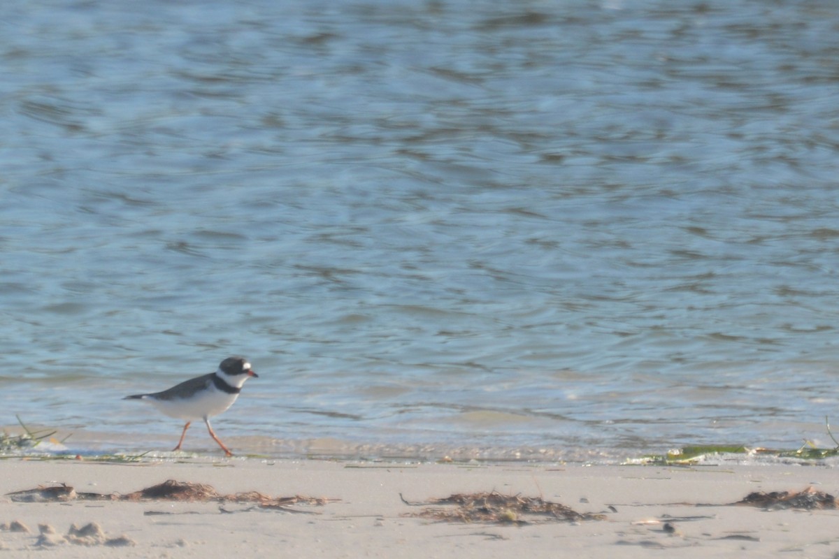 Semipalmated Plover - ML619526295