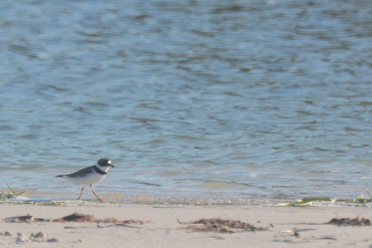 Semipalmated Plover - Tom Bisko