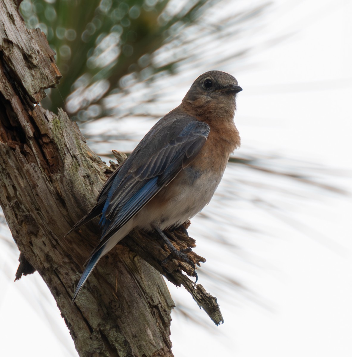 Eastern Bluebird - Richard Moss