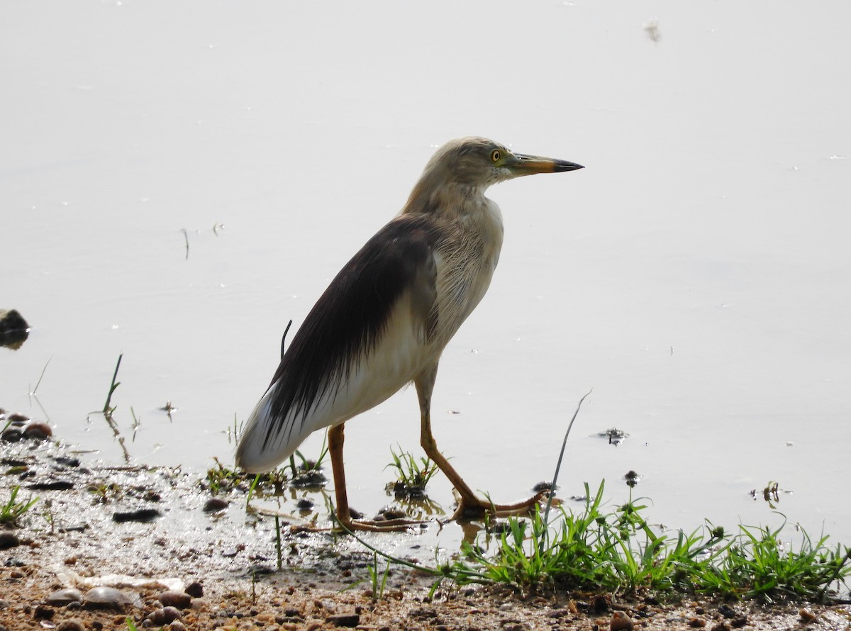 Indian Pond-Heron - Manju Sinha