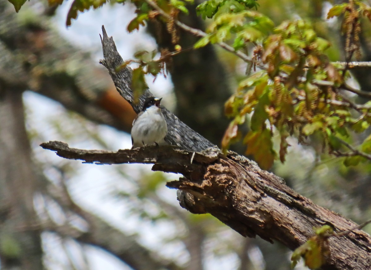 European Pied Flycatcher - ML619526302