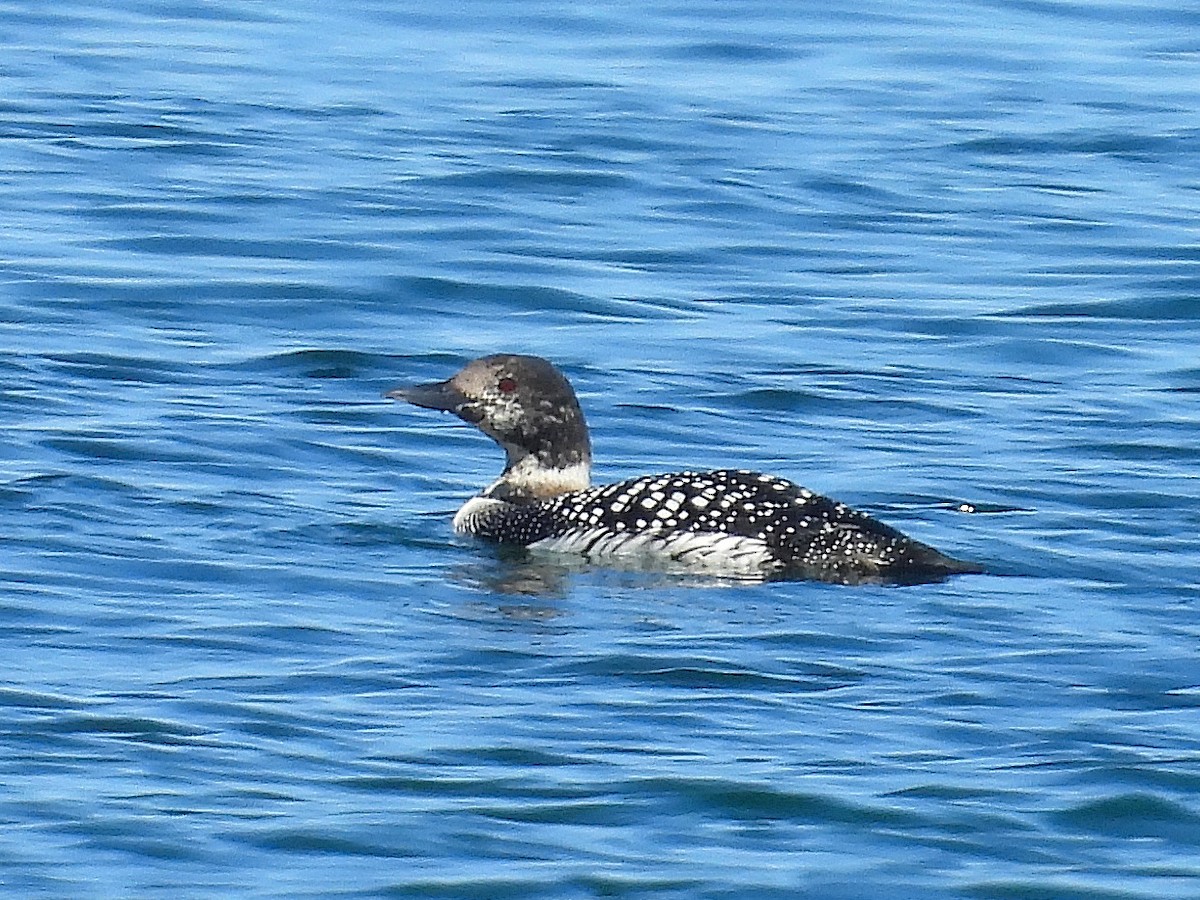 Common Loon - Pablo García (PGR)