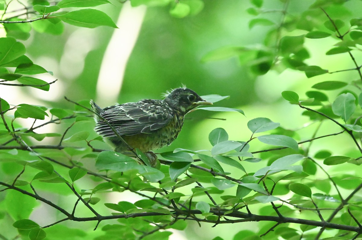 American Robin - ML619526323