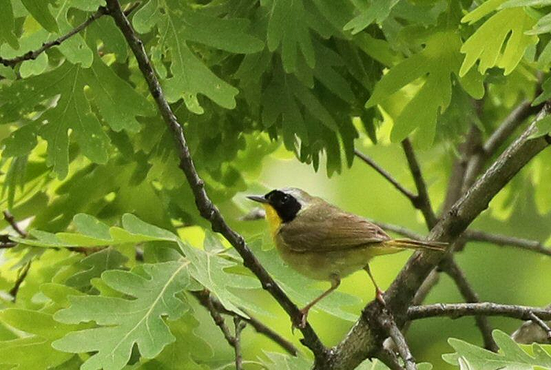 Common Yellowthroat - Grace Green