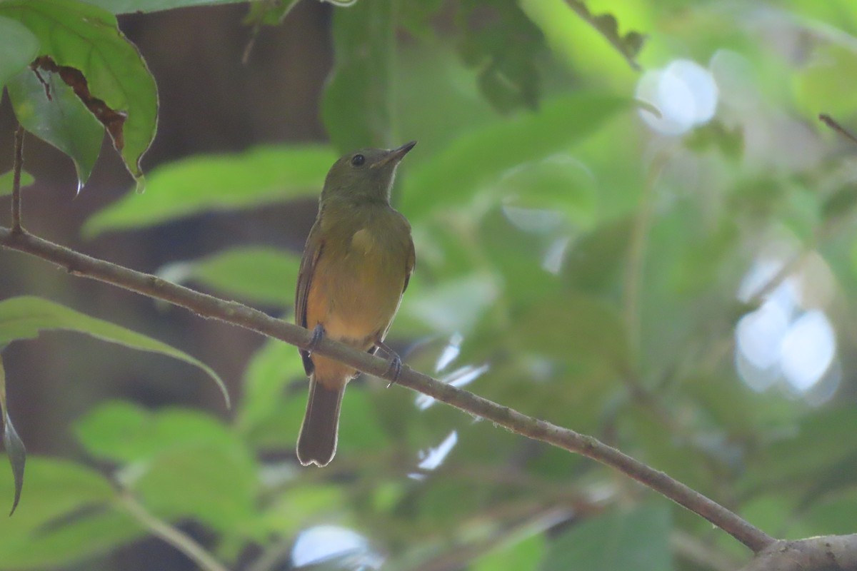 Ochre-bellied Flycatcher - ML619526328