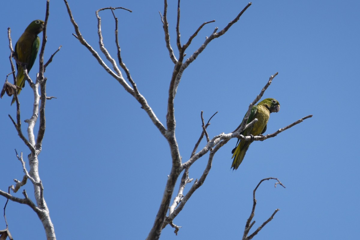 Olive-throated Parakeet - Bruce Mast