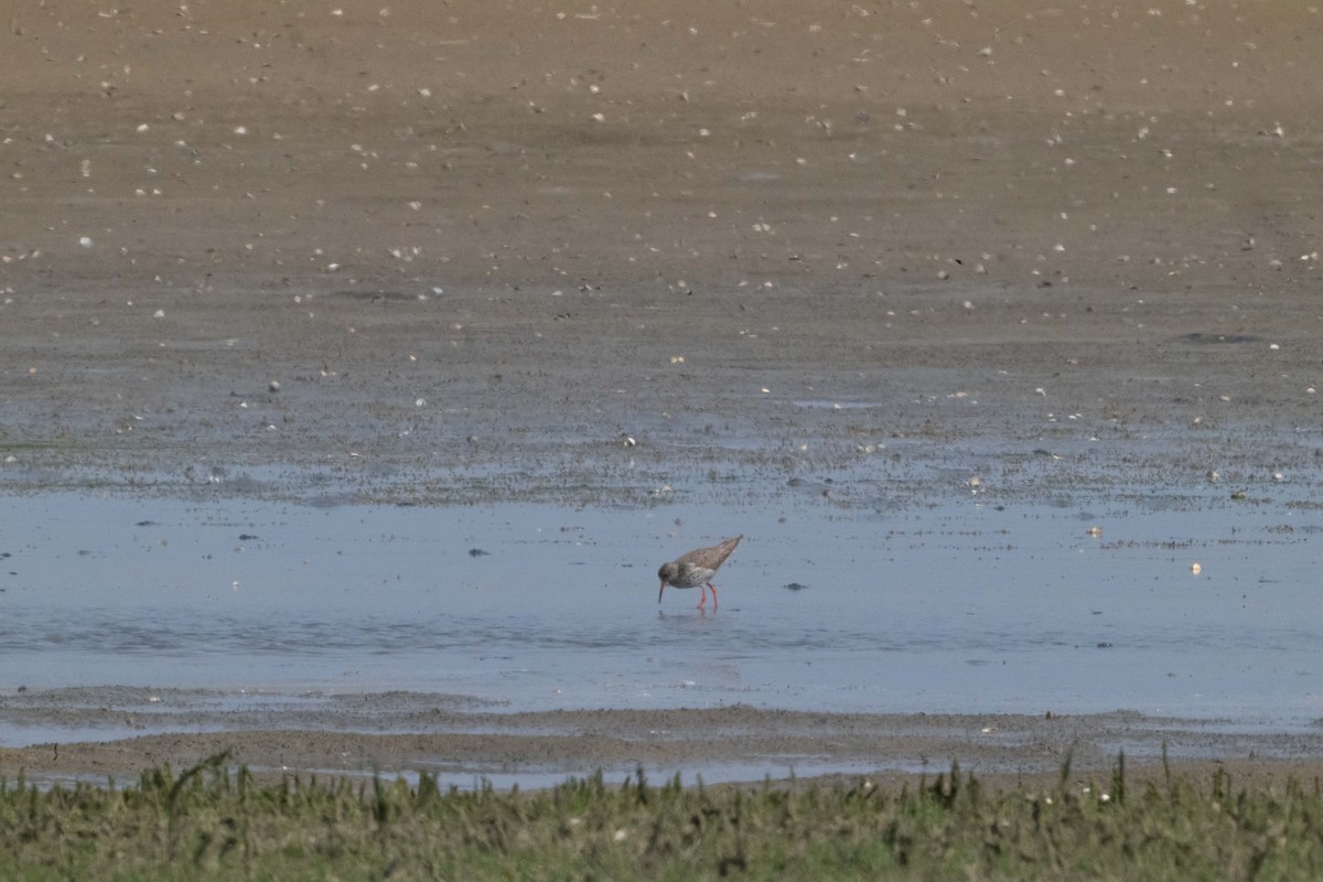 Common Redshank - Guido Van den Troost