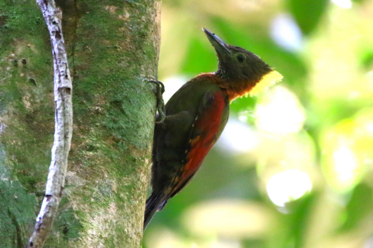 Checker-throated Woodpecker - Belinda ML Wong