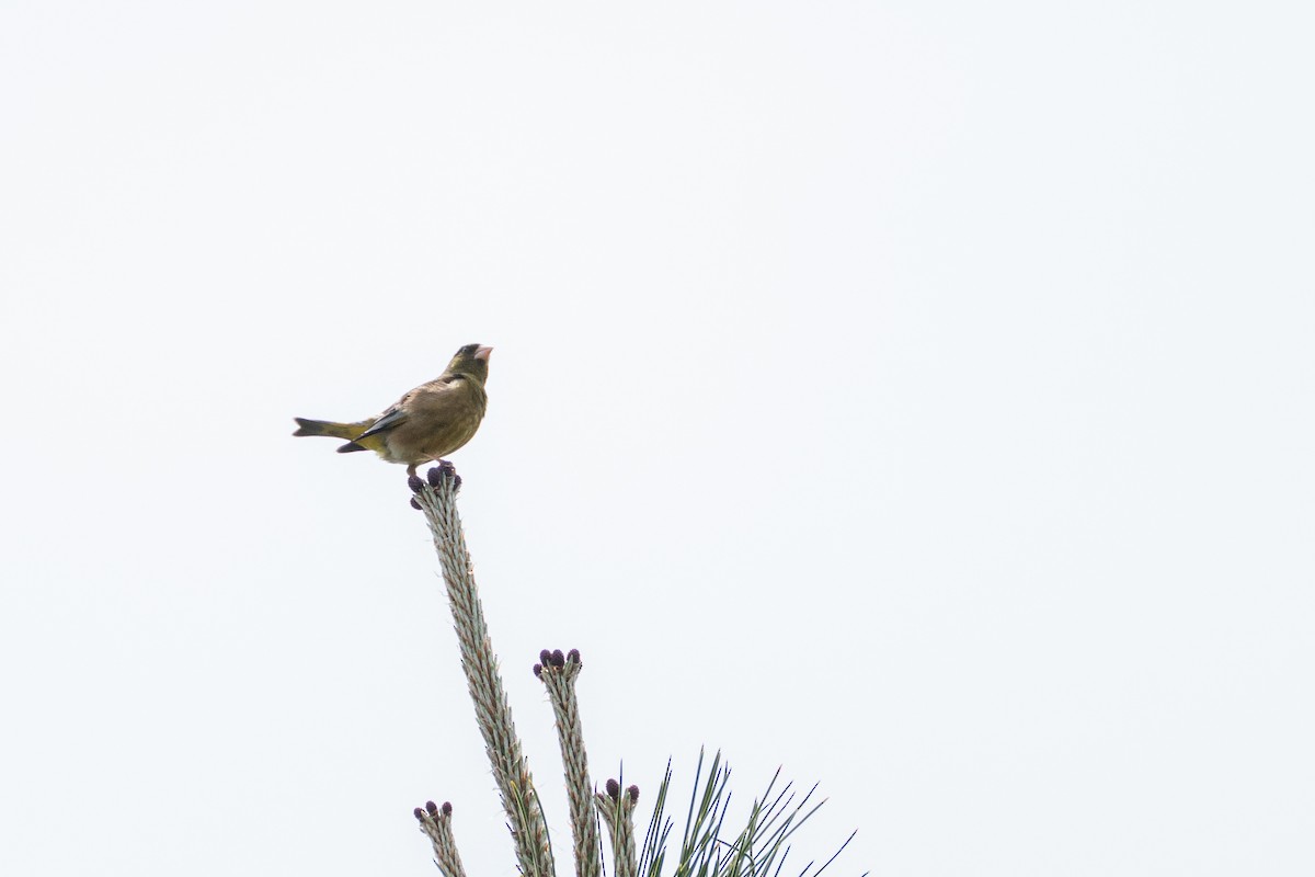 Oriental Greenfinch - Fran Kim