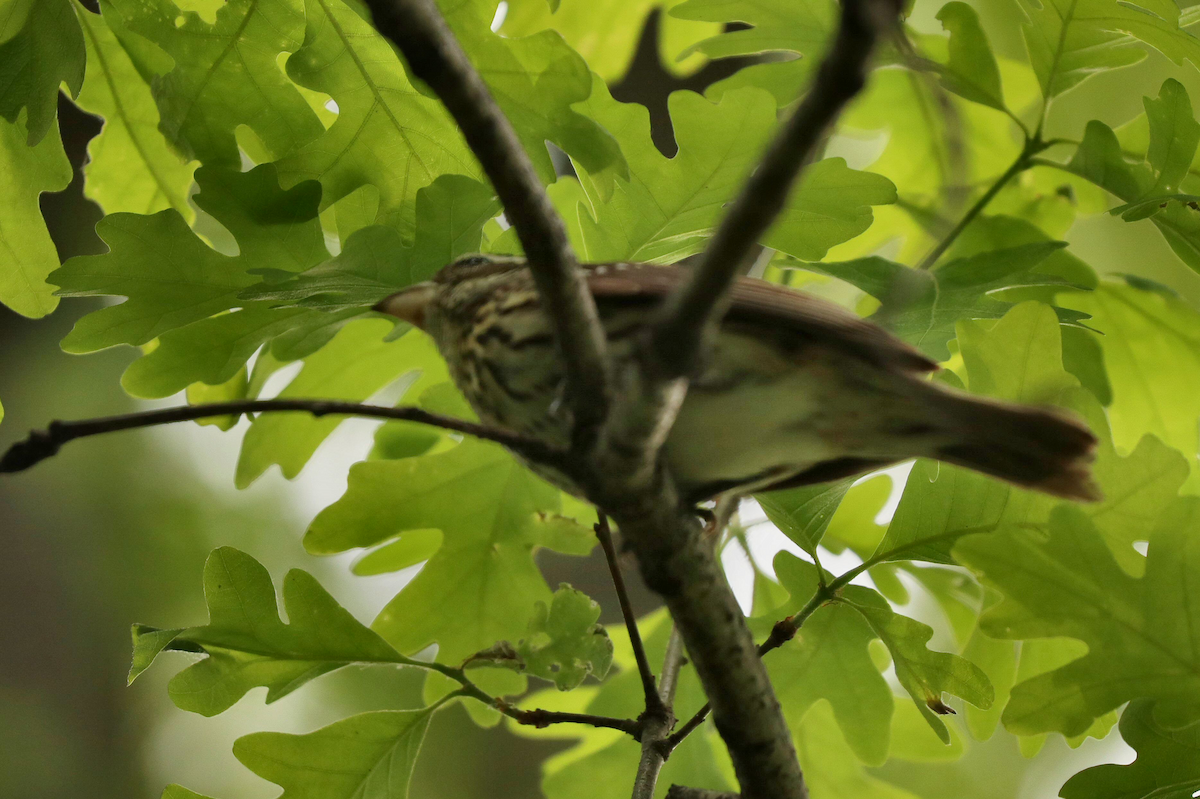 Rose-breasted Grosbeak - ML619526350