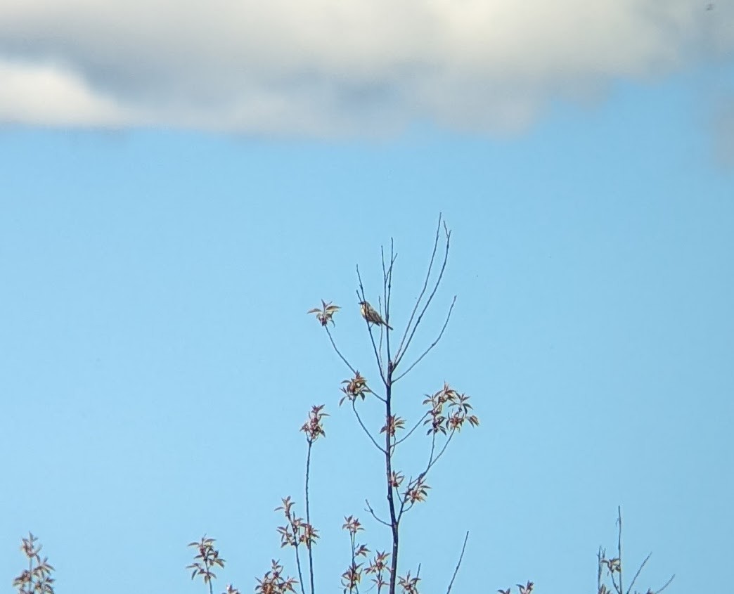 Kirtland's Warbler - Joel Martin