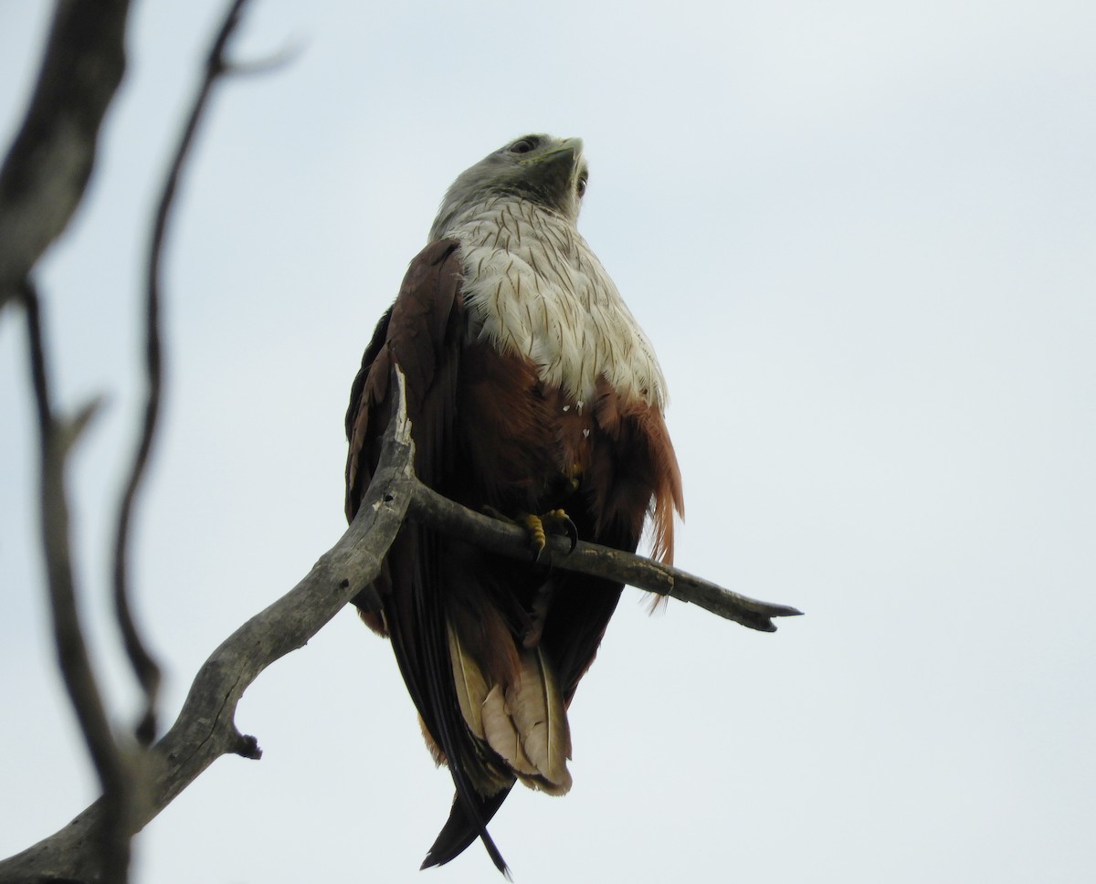 Brahminy Kite - Manju Sinha